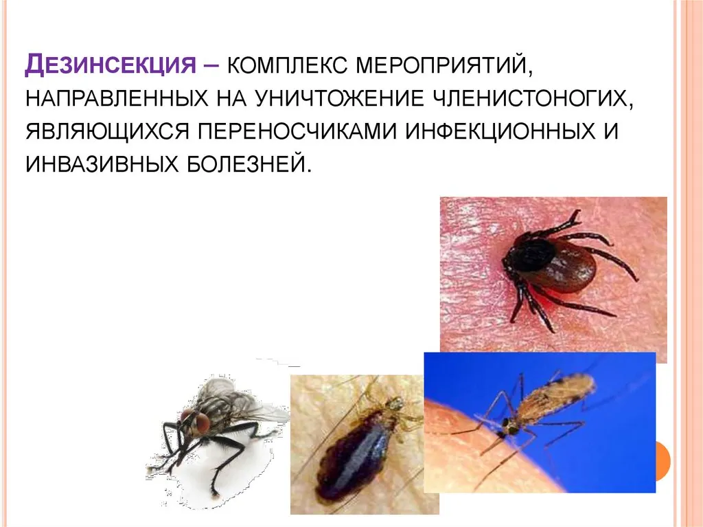 Обработка квартиры от насекомых Москва - Служба дезинсекции в Москве - Дезинсекция Москва