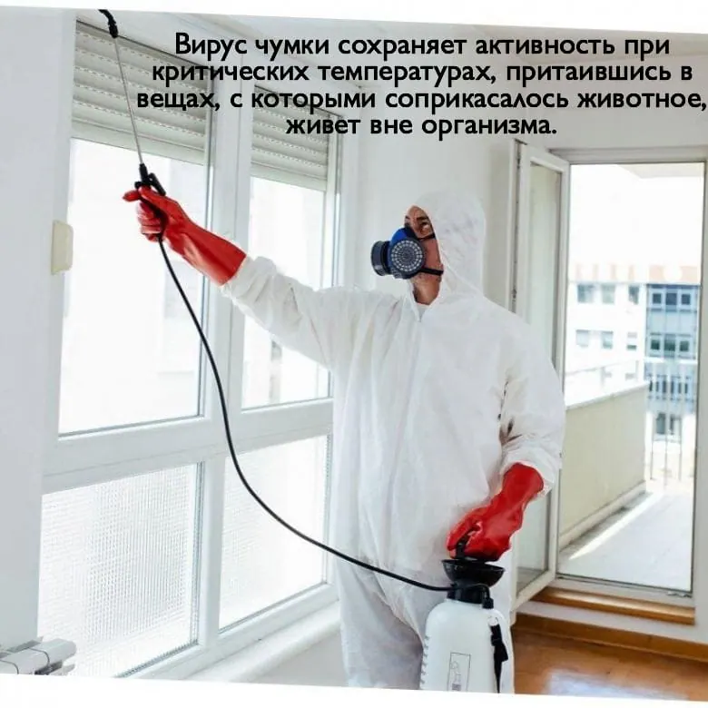 Обработка после чумки