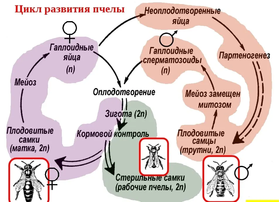 Как вести себя при встрече с пчелами? Меры безопасности